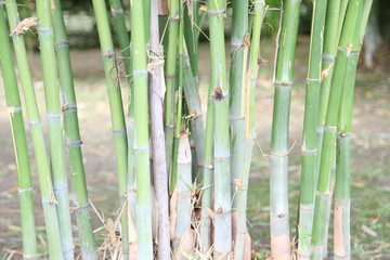 Obraz premium Green bamboo forest