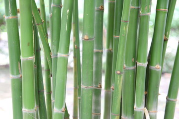Green bamboo forest