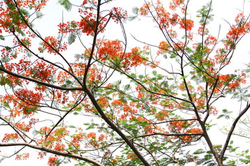 Flame tree Flower (Poinciana) blossom in Thailand.
