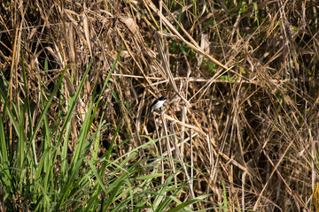 Adult Jerdon's bush chat, angle view, front shot, in the morning under the beautiful light perching on top of the tgrass near the dam area in montane forest, northern Thailand.