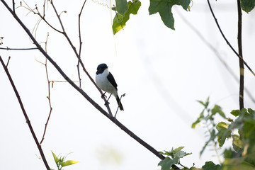 Adult Jerdon's bush chat, angle view, front shot, in the morning under the beautiful light perching on top of the tgrass near the dam area in montane forest, northern Thailand.
