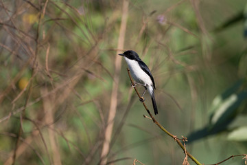 Adult Jerdon's bush chat, angle view, front shot, in the morning under the beautiful light perching on top of the tgrass near the dam area in montane forest, northern Thailand.