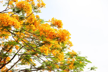 Flame tree Flower (Poinciana) blossom in Thailand.