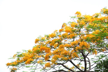 Flame tree Flower (Poinciana) blossom in Thailand.