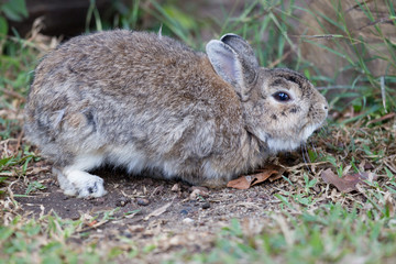 Portrait of beautiful adult brown rabbit, low angle view, side shot, relaxing in afternoon light on the ground cover with grass in the wildlife sanctuary in tropical montane forest, northern Thailand.