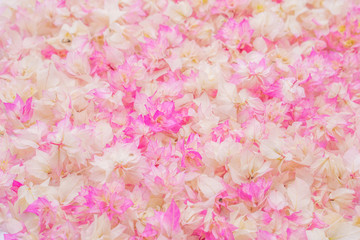 Background picture of Pink Bougainvillea 