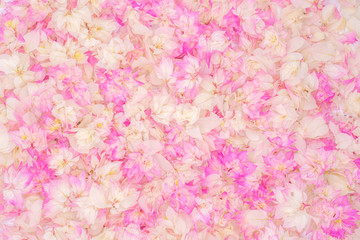 Background picture of Pink Bougainvillea 
