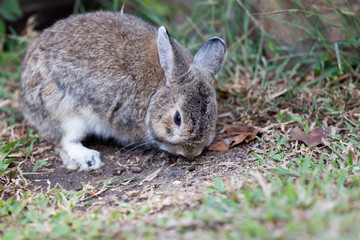 Portrait of beautiful adult brown rabbit, low angle view, side shot, relaxing in afternoon light on the ground cover with grass in the wildlife sanctuary in tropical montane forest, northern Thailand.