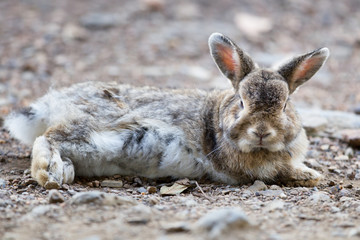 Portrait of beautiful adult brown rabbit, low angle view, side shot, relaxing in afternoon light on the ground cover with grass in the wildlife sanctuary in tropical montane forest, northern Thailand.