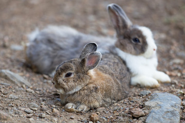 Portrait of beautiful adult grey and little brown rabbit, low angle view, side shot, relaxing in on the ground cover with grass in the wildlife sanctuary in tropical montane forest, northern Thailand.