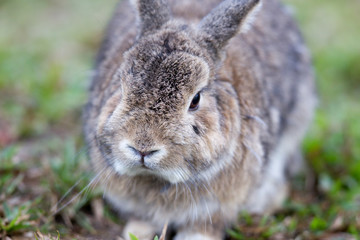 Portrait of beautiful adult brown rabbit, low angle view, side shot, relaxing in afternoon light on the ground cover with grass in the wildlife sanctuary in tropical montane forest, northern Thailand.