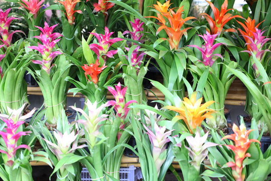 colorful flowers guzmania beautiful green leaves