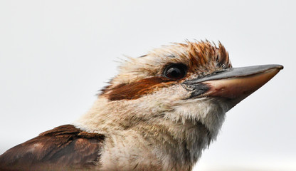 Kookaburra