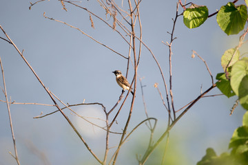 Background of adult female Pied bush chat, uprisen angle view, side shot, perching on the small branch under the blue sky in nature of tropical montane forest, northern of Thailand.