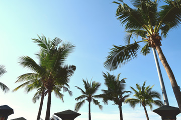 Backlit image of many coconut trees and bright skies. When the sun is very strong and bright