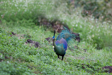 Fototapeta premium Closed up beautiful male Green peafowl or Java peafowl, angle view, front shot, foraging on the ground in the grassland under the clear sky in tropical montane forest, northern Thailand.