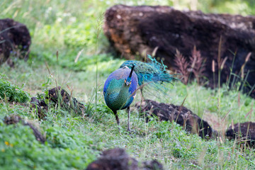 Closeup beautiful adult Green peafowl or Java peafowl, low angle view, front shot, foraging on the...