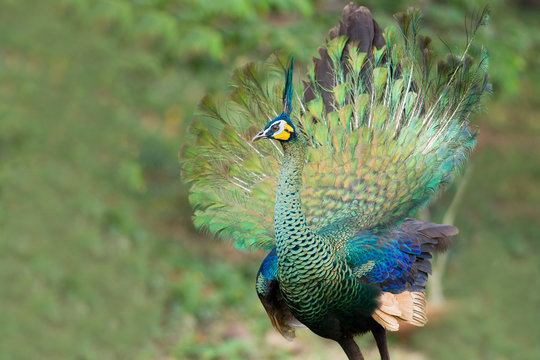 Closed up beautiful adult Green peafowl or Java peafowl, low angle view, front shot, foraging on the grassland near the mountain under the clear sky in montane forest, north of Thailand.