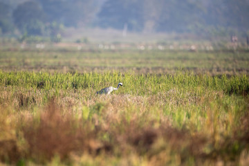 Common crane, also known as Eurasian crane, low angle view, side shot, in the morning under the beauty light foraging in wetland on the rice paddles near the mountain in northern Thailand.