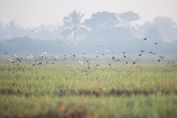 Common crane, also known as Eurasian crane, low angle view, side shot, in the morning under the beauty light foraging in wetland on the rice paddles near the mountain in northern Thailand.