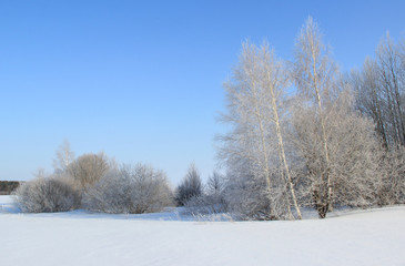 Clear winter day, blue sky. Trees on the edge of the forest in the frost.