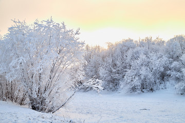 Snowy road among the trees covered with frost on a winter