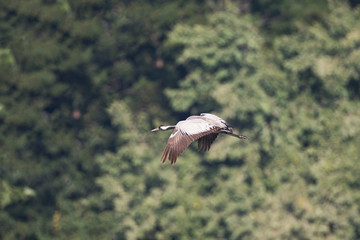 Common crane, also known as Eurasian crane, low angle view, side shot, in the morning under the beauty light spread wings and flying on the rice paddles near the mountain in northern Thailand.