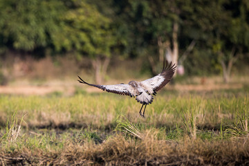 Common crane, also known as Eurasian crane, low angle view, side shot, in the morning under the beauty light spread wings and flying on the rice paddles near the mountain in northern Thailand.