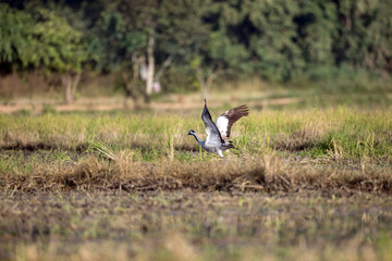 Obraz na płótnie Canvas Common crane, also known as Eurasian crane, low angle view, side shot, in the morning under the beauty light spread wings and flying on the rice paddles near the mountain in northern Thailand.