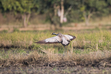 Common crane, also known as Eurasian crane, low angle view, side shot, in the morning under the beauty light spread wings and flying on the rice paddles near the mountain in northern Thailand.