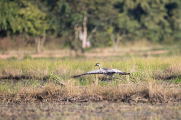 Common crane, also known as Eurasian crane, low angle view, side shot, in the morning under the beauty light spread wings and flying on the rice paddles near the mountain in northern Thailand.