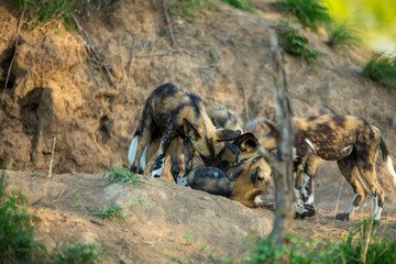 Wild Dog puppies and mom around a den site