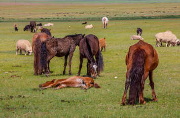 mongolie les animaux de la steppe