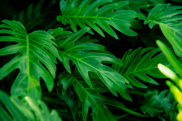 Naklejka na ściany i meble green leaves of fern