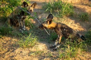 Wild Dog puppies and mom around a den site
