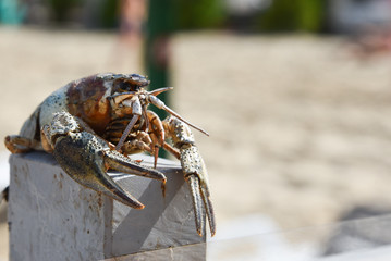 Crayfish, close-up. crayfish on a blurred background.