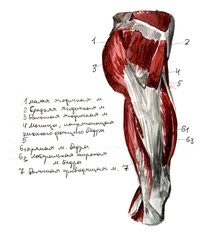 Set of anatomy human muscles and bones. Hand drawn watercolor illustration. Isolated on white. Body, people, man, woman