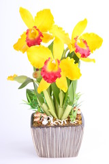 Yellow orchid cattleya in pot on white background