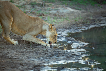 Lioness drinking water and showing off teeth as they yawn