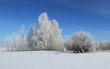 Blue sky. A cold winter day. Trees stand in the frost.