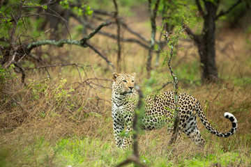 Male Leopard in the green african bush