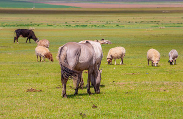 mongolie les animaux de la steppe