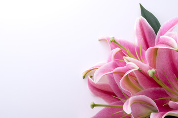 Fototapeta premium スカシユリ