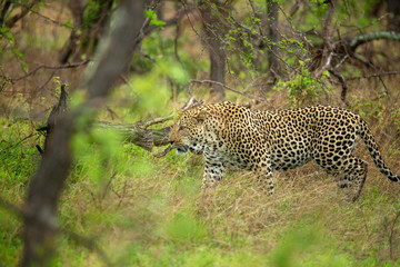 Fototapeta na wymiar Male Leopard in the green african bush