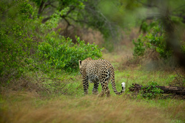 Male Leopard in the green african bush
