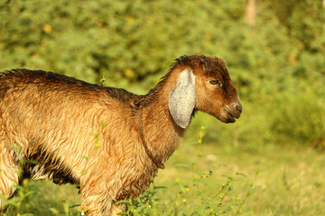 a hardy domesticated ruminant mammal that has backward-curving horns and (in the male) a beard. It...