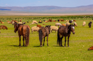 Obraz premium mongolie les animaux de la steppe