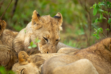 Fototapeta premium Young lion male cubs huddling up in the cooler rainy weather