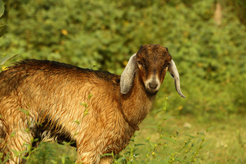 a hardy domesticated ruminant mammal that has backward-curving horns and (in the male) a beard. It is kept for its milk and meat, and noted for its lively behaviour.