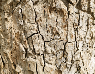 top view of tree bark background. abstract texture for nature advertising.